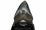 Serrated, Fossil Megalodon Tooth - Gorgeous Tooth #269997-2
